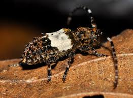 Attēlu rezultāti vaicājumam “Pogonocherus hispidulus”