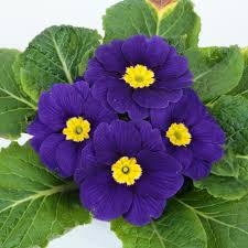 Attēlu rezultāti vaicājumam “Primula x margotae”