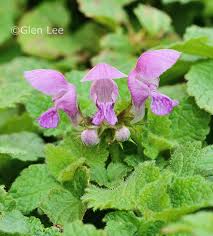 Attēlu rezultāti vaicājumam “Lamium purpureum flower”