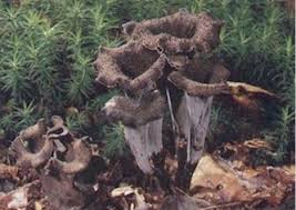 Attēlu rezultāti vaicājumam “Cratarellus cornucopioides”