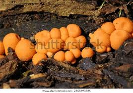 Attēlu rezultāti vaicājumam “Lycogala epidendrum s.str. macro”