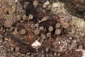 Attēlu rezultāti vaicājumam “Phleogena faginea”