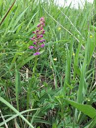 Attēlu rezultāti vaicājumam “Gymnadenia conopsea flower”