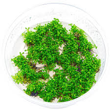 Attēlu rezultāti vaicājumam “Elatine hydropiper leaf”