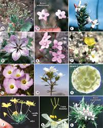 Attēlu rezultāti vaicājumam “Galium schultesii flower”
