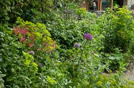 Attēlu rezultāti vaicājumam “Euphorbia palustris fruit”