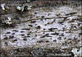 Attēlu rezultāti vaicājumam “Xylographa paralella”