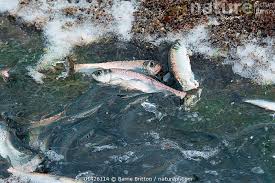 Image result for Clupea pallasii