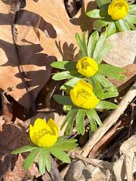 Attēlu rezultāti vaicājumam “Eranthis hyemalis flower”
