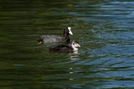 Attēlu rezultāti vaicājumam “Fulica atra adult”