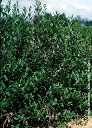 Attēlu rezultāti vaicājumam “Ligustrum vulgare”