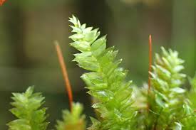 Attēlu rezultāti vaicājumam “Plagiothecium nemorale”