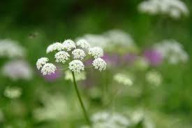 Attēlu rezultāti vaicājumam “Cicuta virosa leaf”