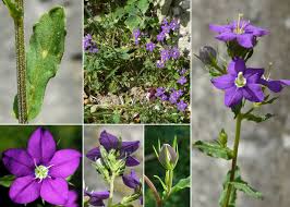 Image result for Legousia speculum-veneris