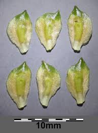 Attēlu rezultāti vaicājumam “Sagittaria sagittifolia fruit”