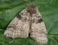 Attēlu rezultāti vaicājumam “Tethea or”