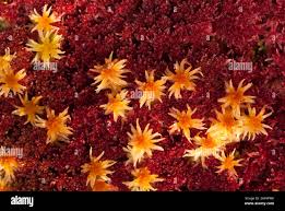 Attēlu rezultāti vaicājumam “Sphagnum angustifolium”