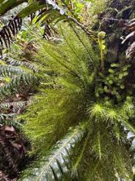 Attēlu rezultāti vaicājumam “Dicranales”