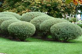 Attēlu rezultāti vaicājumam “Salix purpurea”