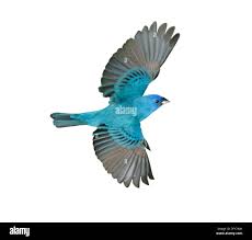 Image result for Passerina cyanea