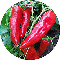 Afbeeldingsresultaat voor aconcagua sweet pepper