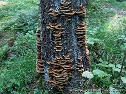 Attēlu rezultāti vaicājumam “Inonotus leporinus”