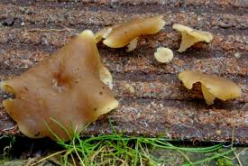 Attēlu rezultāti vaicājumam “Peziza varia”