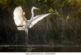 Attēlu rezultāti vaicājumam “Egretta alba adult”