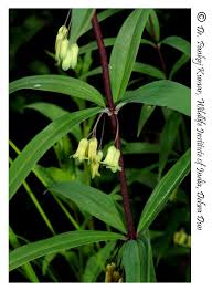 Attēlu rezultāti vaicājumam “Polygonatum verticillatum leaf”