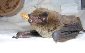 Attēlu rezultāti vaicājumam “Pipistrellus nathusii”