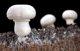 Attēlu rezultāti vaicājumam “Agaricus”