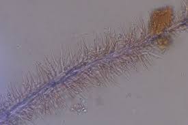 Attēlu rezultāti vaicājumam “Tilachlidium brachiatum”