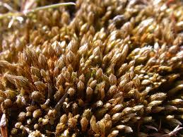 Attēlu rezultāti vaicājumam “Bryum caespiticium”