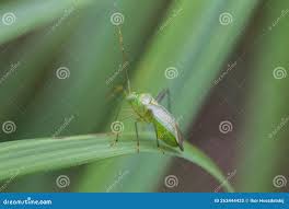 Attēlu rezultāti vaicājumam “Adelphocoris quadripunctatus”