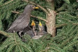 Attēlu rezultāti vaicājumam “Turdus merula nest”