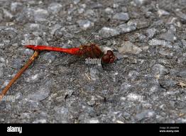 Attēlu rezultāti vaicājumam “Sympetrum sanguineum male”