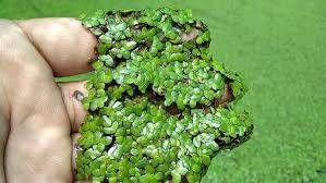 Attēlu rezultāti vaicājumam “Lemna minor”