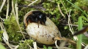 Attēlu rezultāti vaicājumam “Osmia bicolor”