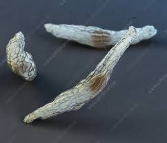 Attēlu rezultāti vaicājumam “Listera ovata fruit”