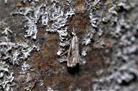 Attēlu rezultāti vaicājumam “Catoptria verellus”