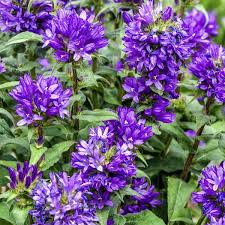 Attēlu rezultāti vaicājumam “Campanula glomerata bud”