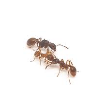 Attēlu rezultāti vaicājumam “Myrmica rubra”