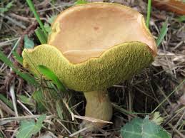 Attēlu rezultāti vaicājumam “Xerocomus subtomentosus”