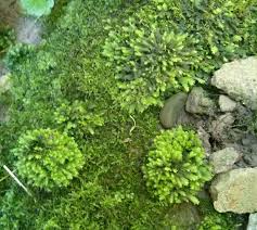 Attēlu rezultāti vaicājumam “Fissidens arnoldii”