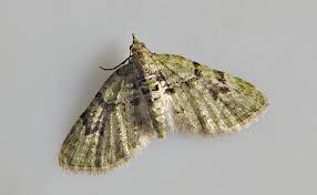 Attēlu rezultāti vaicājumam “Chloroclystis v-ata”