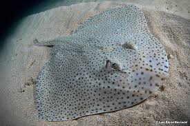 Image result for Raja brachyura