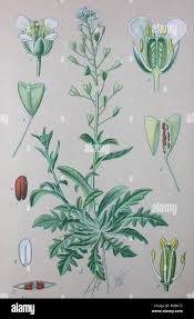 Attēlu rezultāti vaicājumam “Capsella bursa-pastoris fruit”