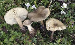 Image result for Melanoleuca rasilis var. pseudoluscina