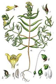 Attēlu rezultāti vaicājumam “Melampyrum sylvaticum”