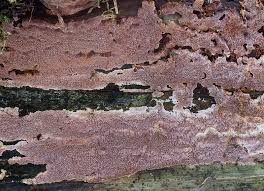 Attēlu rezultāti vaicājumam “Junghuhnia collabens”